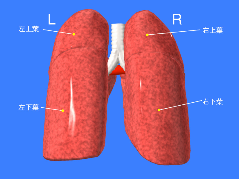 野守裕明 肺の解剖学的区域切除 DVD 左右セット - DVD/ブルーレイ